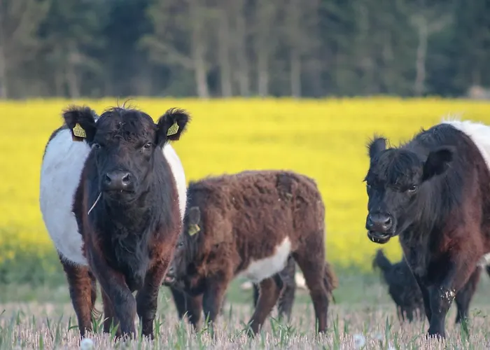 Daire Sjaelegard Countryside